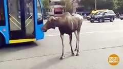 Осторожно, лоси! Доброе утро. Фрагмент
