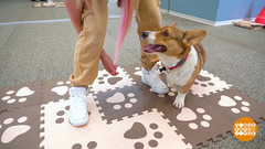 Собачий фитнес. Доброе утро. Фрагмент