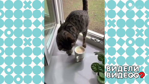 Кот, исполняющий желания. Видели видео? Фрагмент