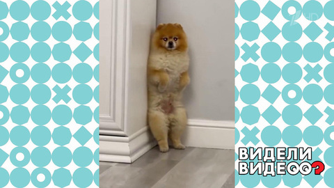 Идеальная собака. Видели видео? Фрагмент