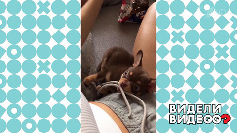 Собака-ураган. Видели видео? Фрагмент