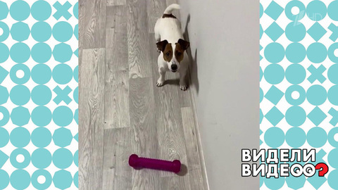 Поющий джек-рассел. Видели видео? Фрагмент