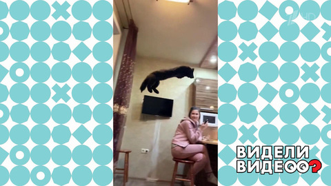 Летающий соболь. Видели видео? Фрагмент