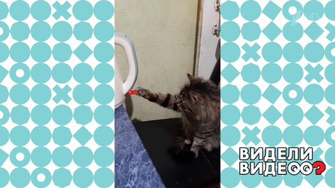 Кот влючает чайник. Видели видео? Фрагмент