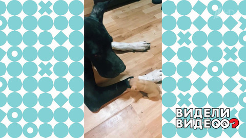 Очень добрый дог. Видели видео? Фрагмент