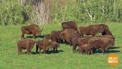 Соль для сохатых, ячмень для зубров. Доброе утро. Фрагмент