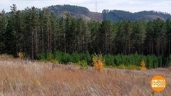 Растите, леса! Доброе утро. Фрагмент