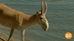 Самые-самые редкие: сайгаки, нерпы, ирбисы… Доброе утро. Фрагмент