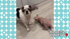 Няня Ляля. Видели видео? Фрагмент