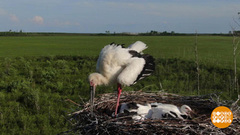 Заповедные места. И их хозяева. Доброе утро. Фрагмент