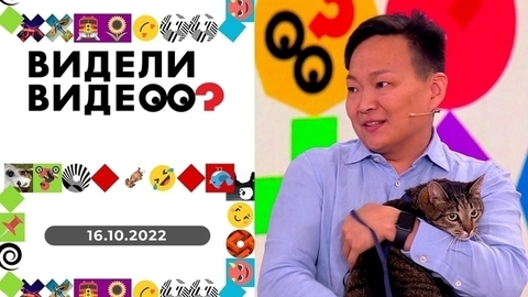 Грифон в мусорном ведре, голубь-охранник, общительный кот. Видели видео?