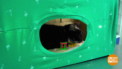 Домик для кота. Доброе утро. Фрагмент