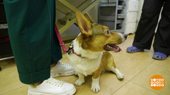 Пришел домой — вымой лапы! Доброе утро. Фрагмент