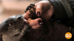 Про выдру Кедру и косуленка Патрика. Доброе утро. Фрагмент