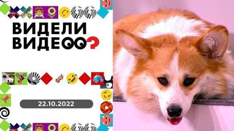 Счастливое пополнение, философ-антиквар, грациозная медведица, дизайнер-самоучка. Видели видео?