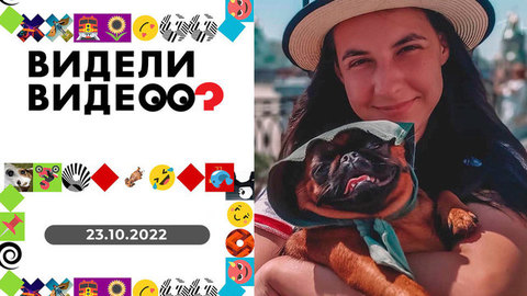 Ездовая собака, новая жизнь бульдога, спасение овчарки, говорящая кошка. Видели видео?