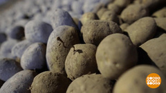 Каждому овощу — свое овощехранилище. Доброе утро. Фрагмент