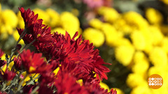 Бал хризантем в Никитском ботаническом саду. Доброе утро. Суббота. Фрагмент