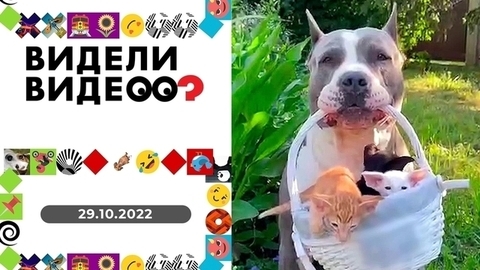 Сестры-хорьки, девочка, которая не хочет замуж, любительница стульев, котенок в подарок. Видели видео