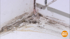 Чего боится плесень? Доброе утро. Фрагмент