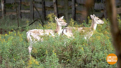 Лани бегут, черепашки ползут. Доброе утро. Суббота. Фрагмент