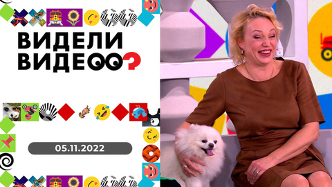 Флиртующий кот, пес на свадьбе, кошка-воровка. Видели видео?