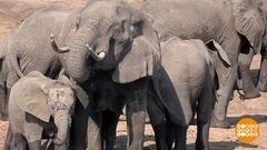 Слоны против фермеров. Доброе утро. Фрагмент