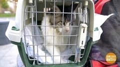 Мы несем с собой кота. Доброе утро. Фрагмент