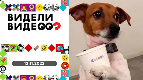 Котята и яблоки, звездный пудель, пес-кофеман, хитрый алабай. Видели видео?