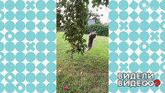 Котята и яблоки. Видели видео? Фрагмент