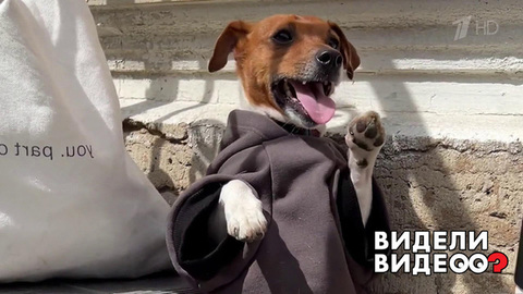 Пес-кофеман. Видели видео? Фрагмент
