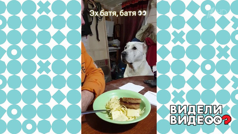 Хитрый алабай. Видели видео? Фрагмент