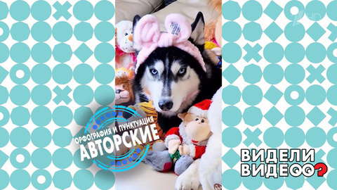 Найдите хаски. Видели видео? Фрагмент