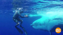 Китов по пятнам различают. Доброе утро. Фрагмент