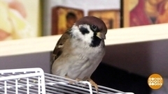 Воробей Сеня и другие друзья человека. Доброе утро. Фрагмент