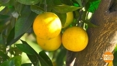 Мандариновое настроение. Доброе утро. Фрагмент