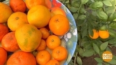 Мандариновое настроение. Доброе утро. Фрагмент