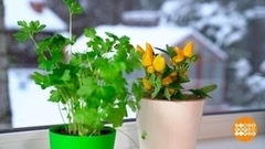 Грядка на подоконнике: высаживаем овощи. Доброе утро. Суббота. Фрагмент