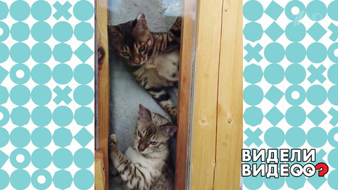 Коты в окне. Видели видео? Фрагмент
