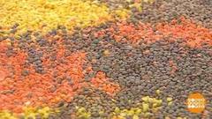 Пятьдесят оттенков чечевицы. Доброе утро. Фрагмент