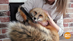 Лис Яша и другие домашние питомцы. Доброе утро. Фрагмент