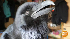 Спой, светик, не стыдись! Доброе утро. Суббота. Фрагмент