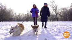 Собака зимой: прогулки, рацион, груминг. Доброе утро. Суббота. Фрагмент