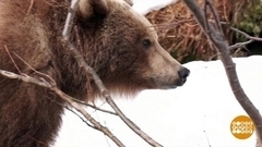 Наши медведи — самые медведистые! Доброе утро. Фрагмент