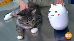 Котик, не болей! Доброе утро. Фрагмент