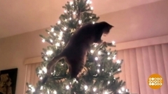 Спасаем новогоднюю елку от зверей и детей. Доброе утро. Суббота. Фрагмент