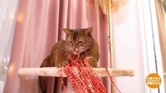 Елка по кошачьим правилам. Доброе утро. Фрагмент