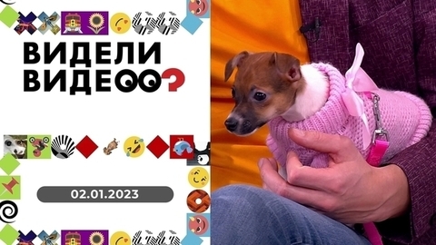 Деревенский блогер; сфинкс Людвиг; кот-путешественник. Видели видео?