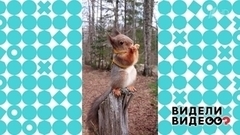 Белка-хулиганка. Видели видео? Фрагмент