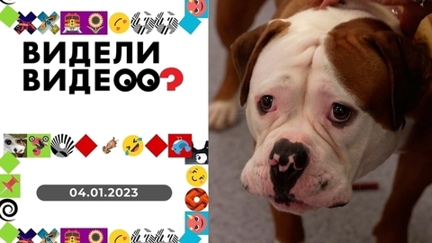 Кот и гаишник, поющая сорока, ручная белка, кошка-модница. Видели видео? Новогодний выпуск